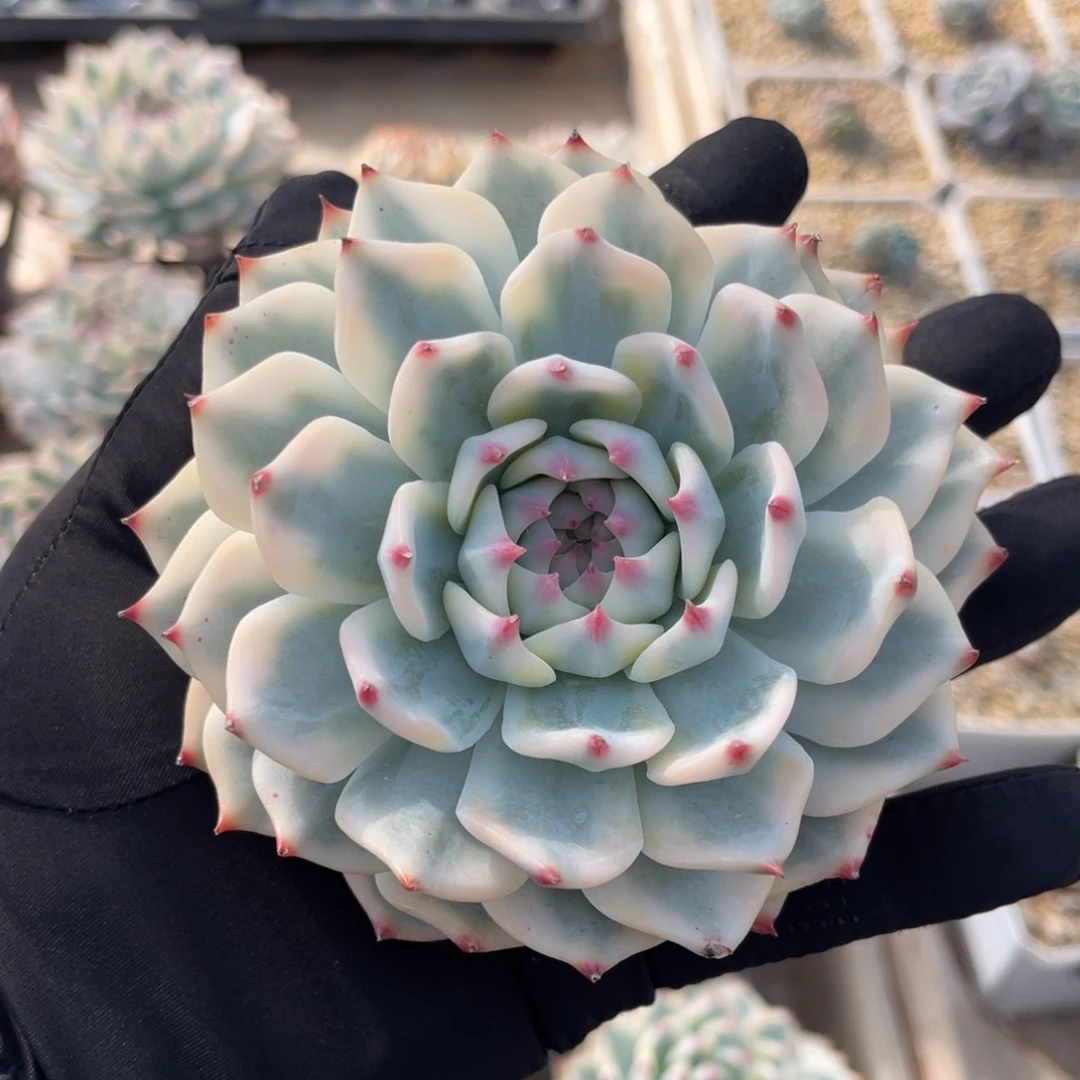 吉娃娃锦母本一物一拍