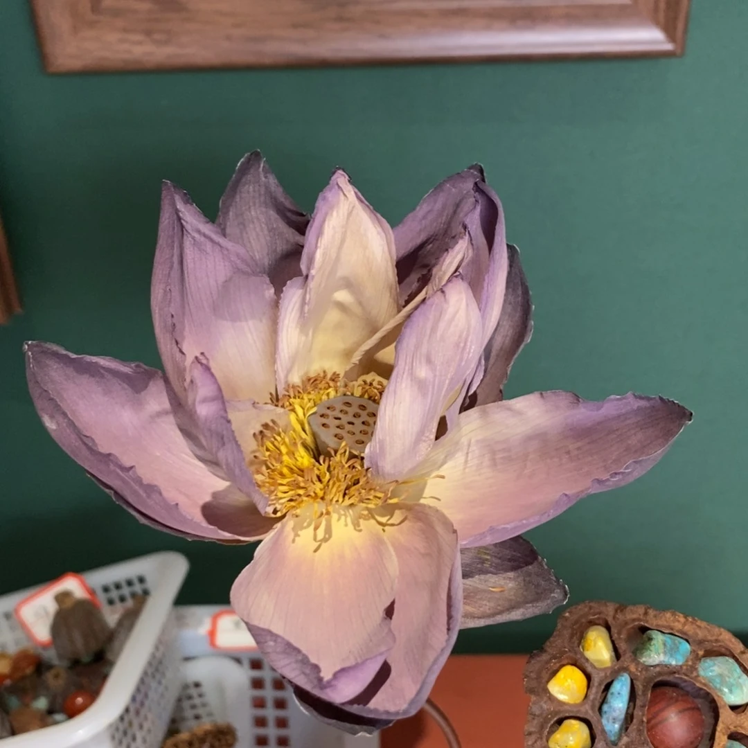 核桃木/黑胡桃（胡桃木）荷花