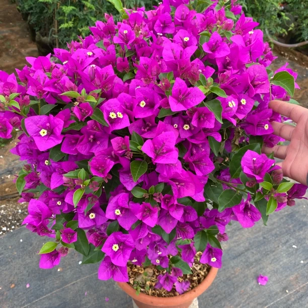 【小王子云南紫】三角梅运输有可能掉花落叶介意慎拍5-31