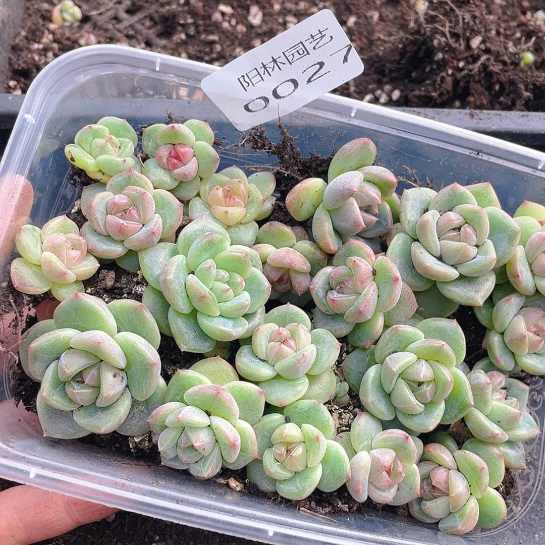 *****多肉植物多肉植物27