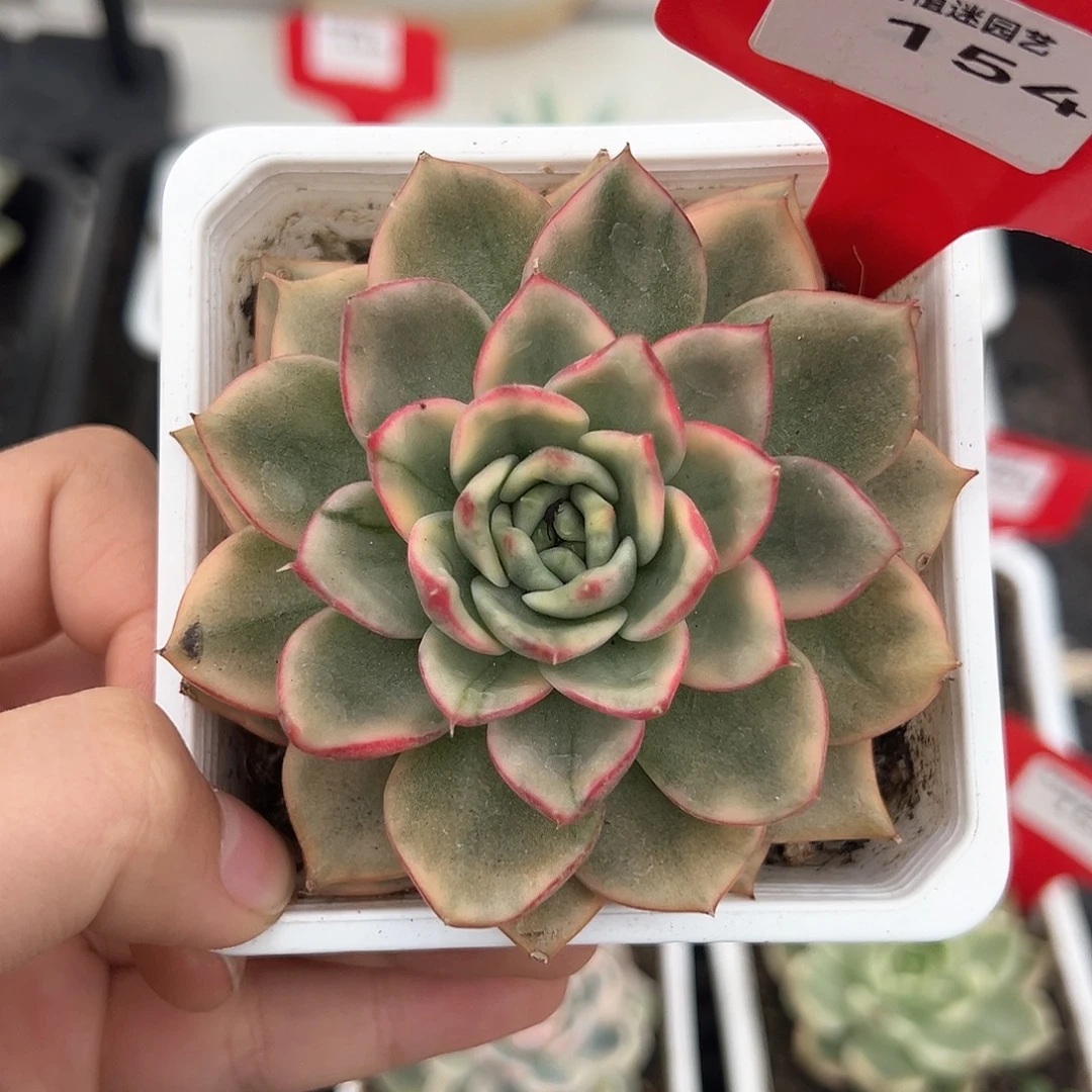154号蔚蓝锦多肉植物