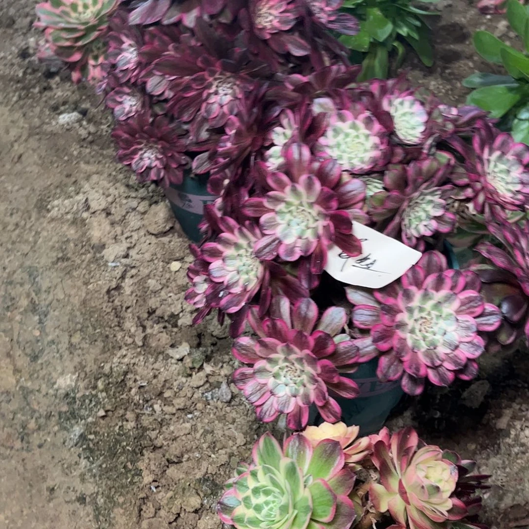 通****）多肉法师锦5027，