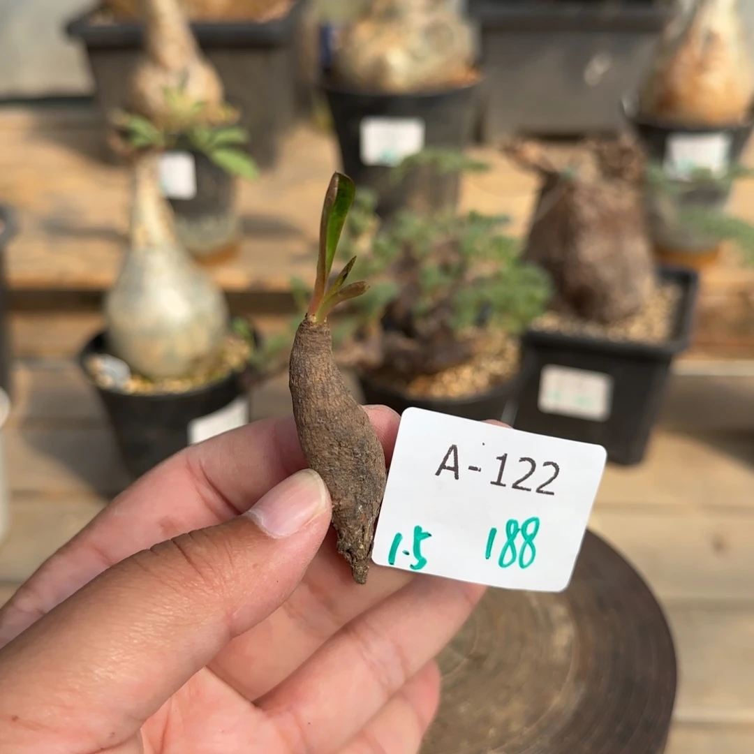 122鬼笑大戟块根植物