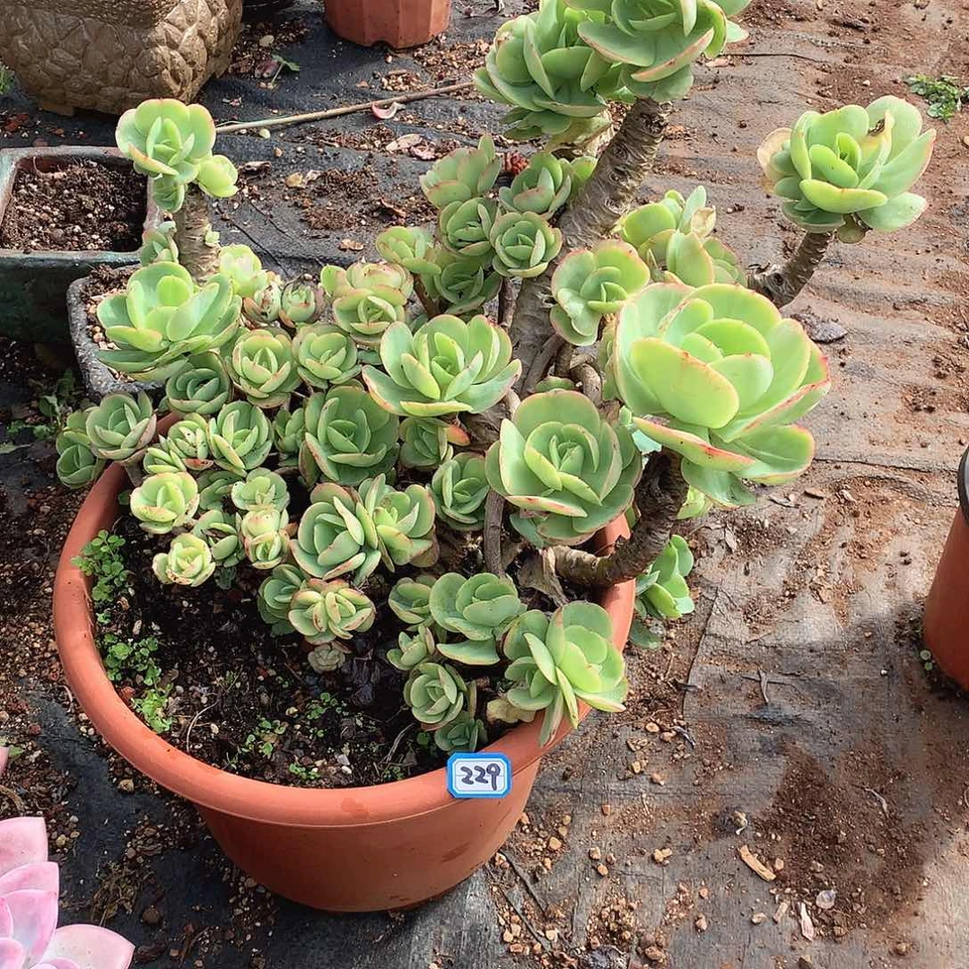 229碧桃 一物一拍