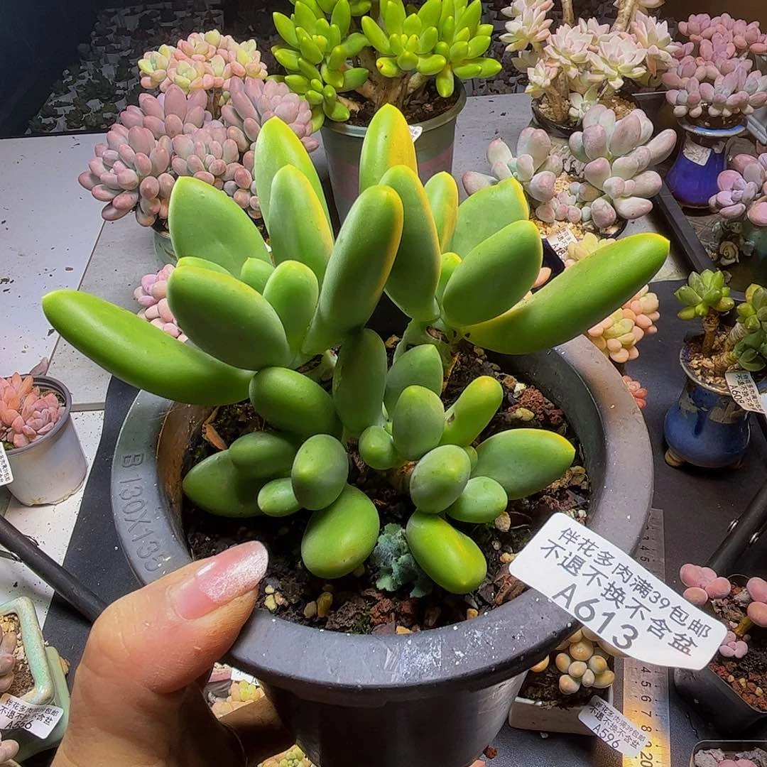 芒果奶酪613/10cm多肉