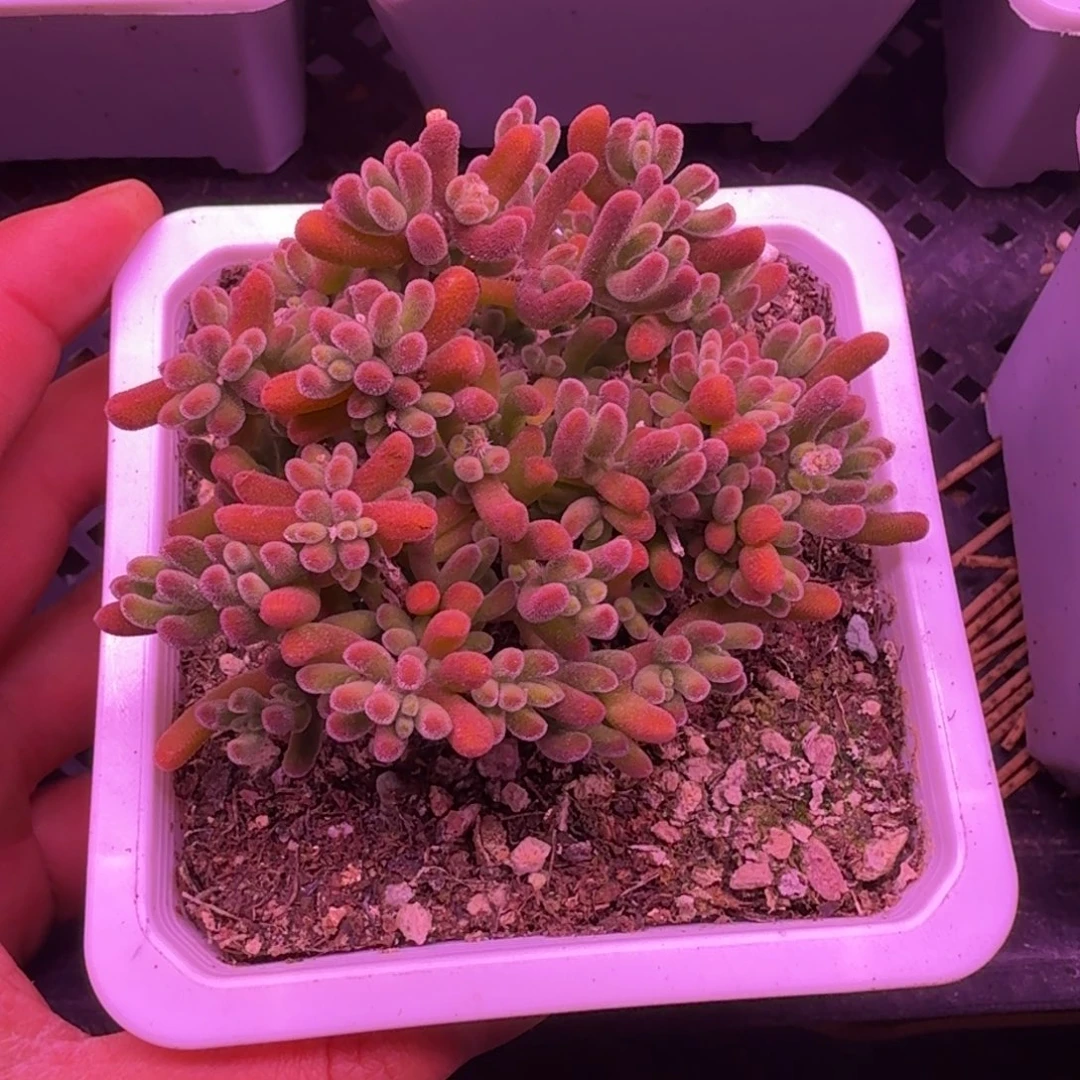 枝干番杏蜜桔糖球琉璃