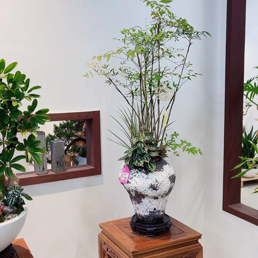 完全开放高端盆景一物一拍