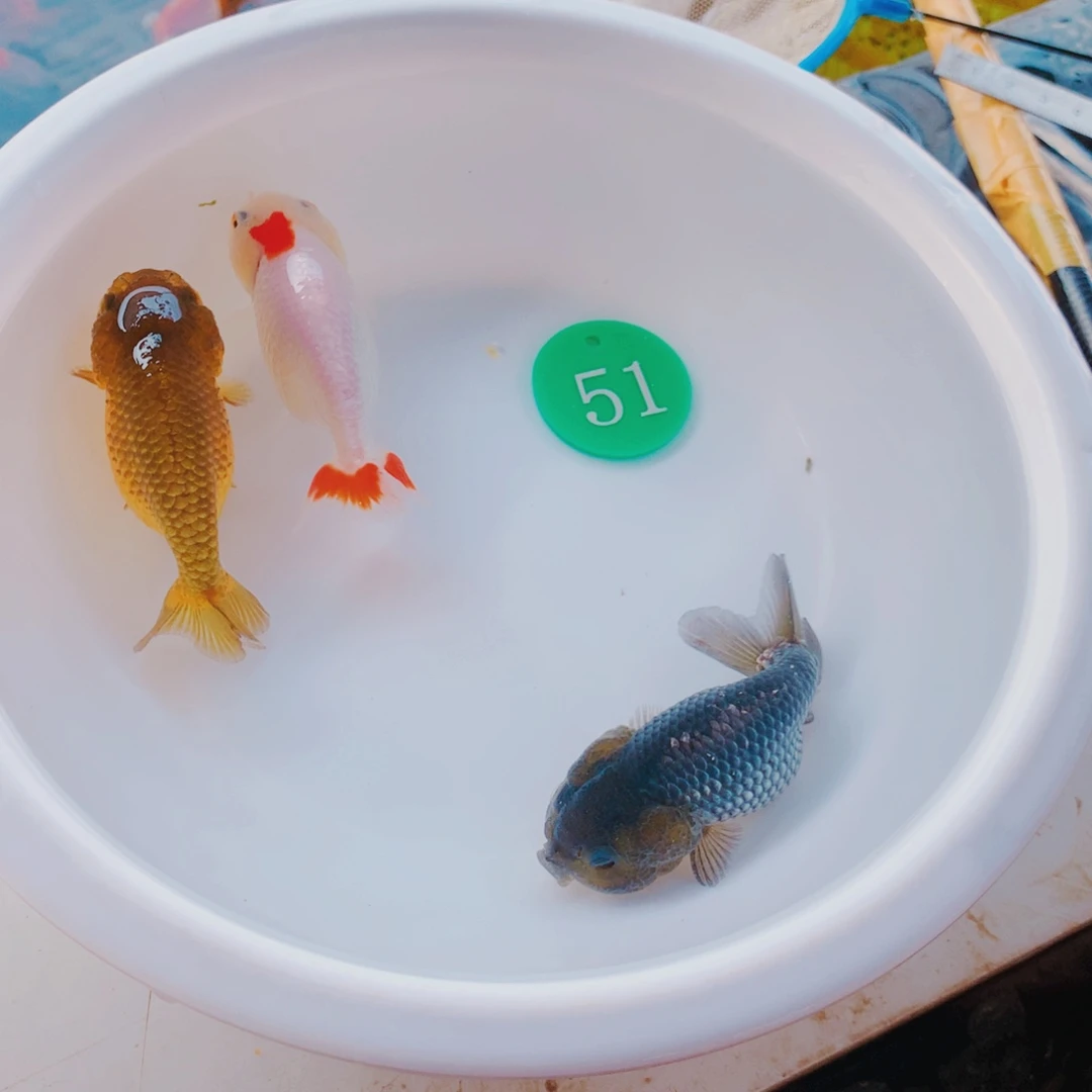 金鱼1111111111111111