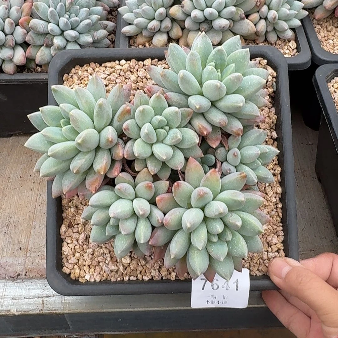 三***爱7641号沃版大叶奶糖