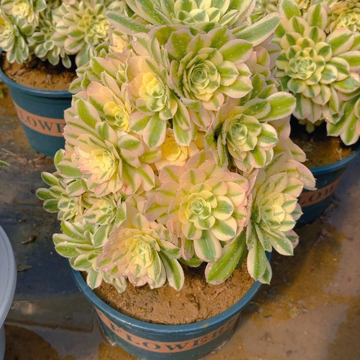 哟**嚯126迈巴赫多肉法师