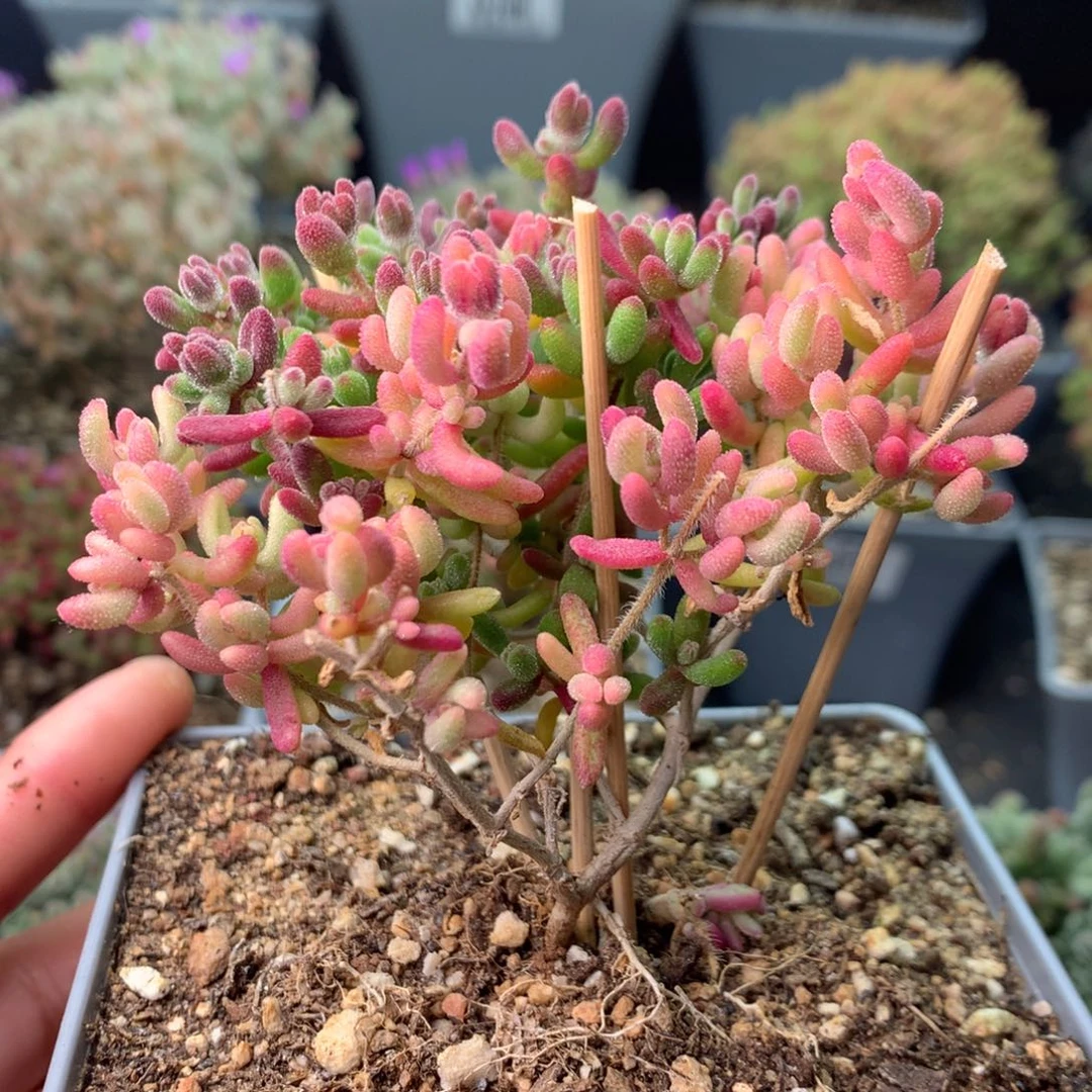 232红宝石阴阳锦 。