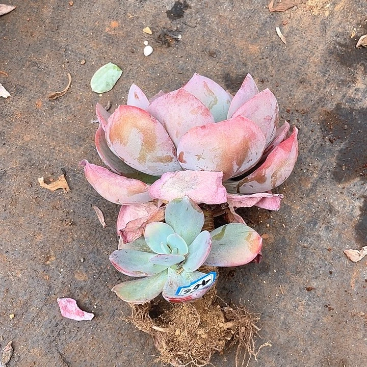 466凤 一物一拍多肉