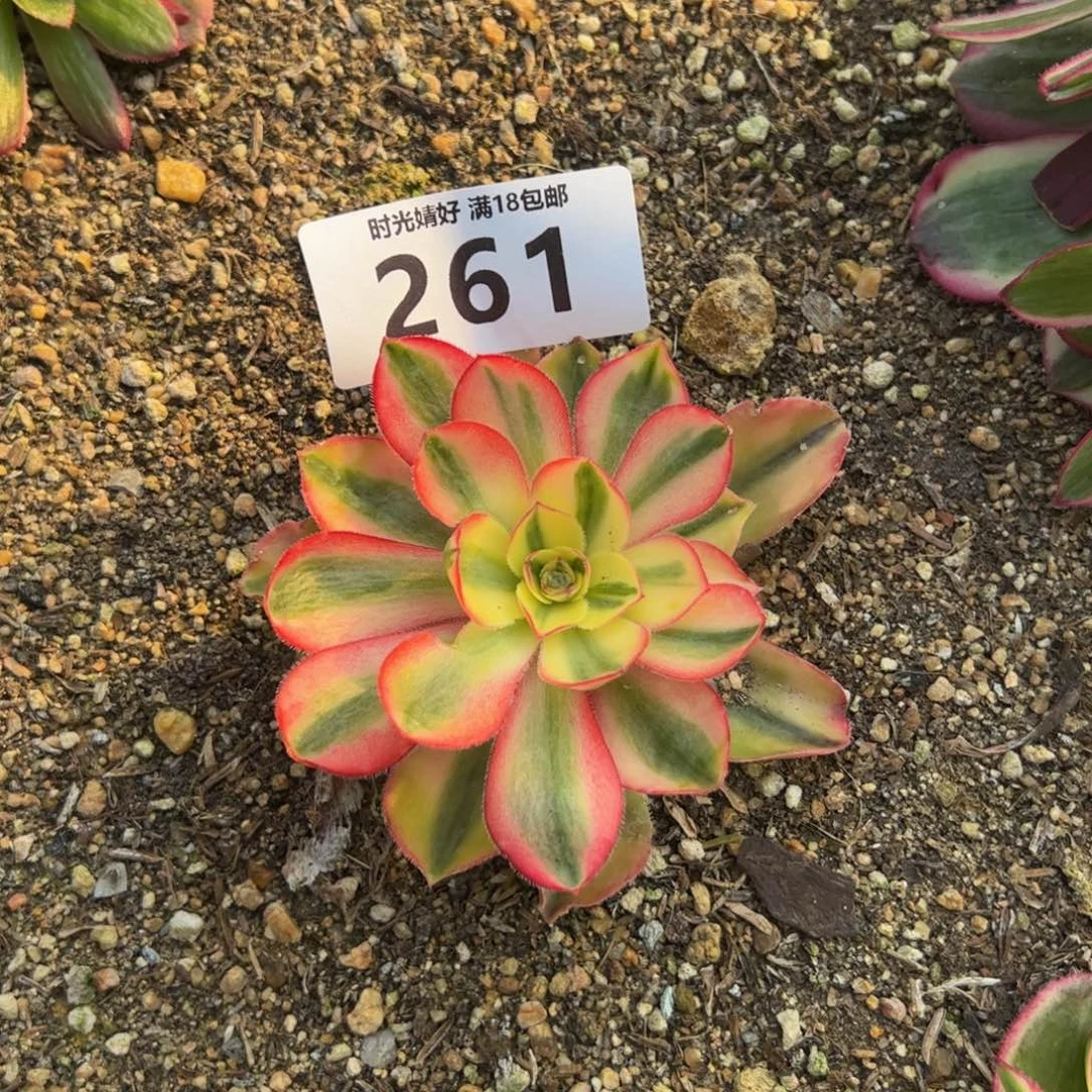 261爱丽丝多肉植物