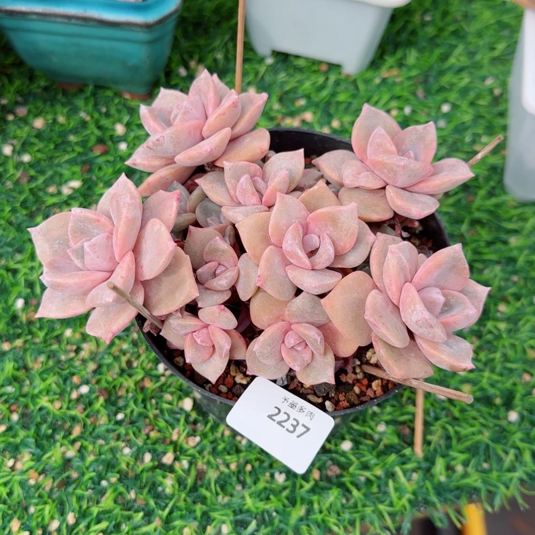彩虹糖无砍，2237多肉植物