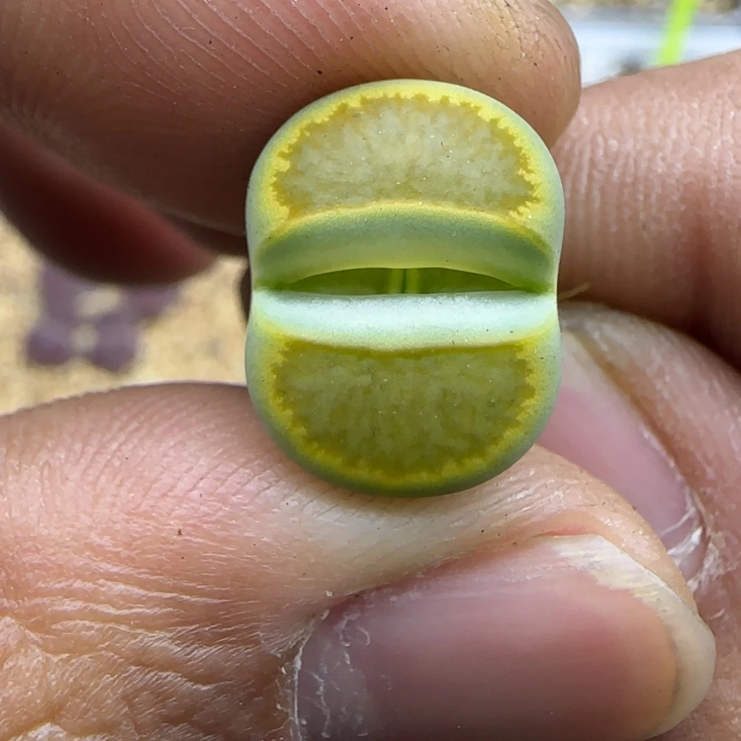 634 生石花大棚直播