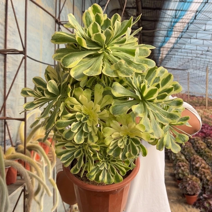 45.8白兰地一颗包邮