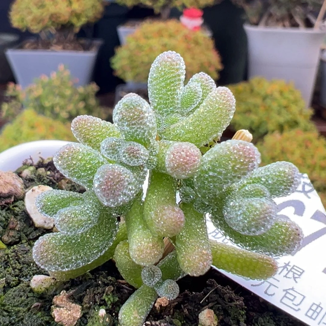 dy3677胖胖小冰晶冠幅3cm