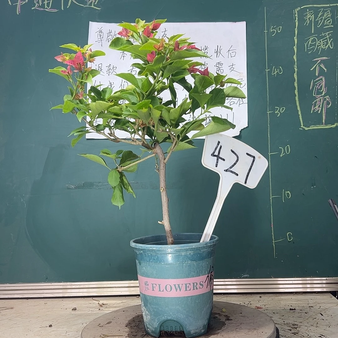 当前无花栽培后可以开花佩德罗 427