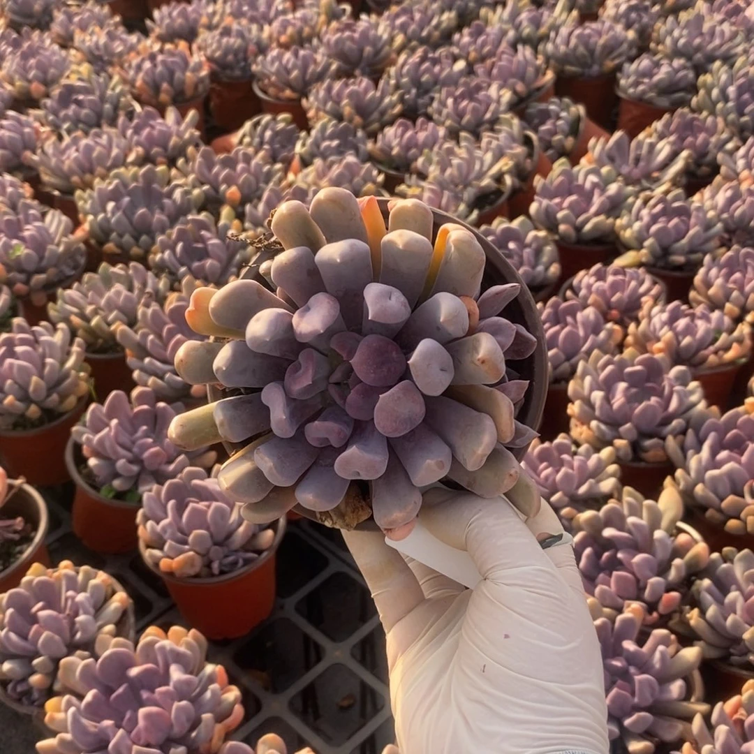 4342丘比特一物一拍