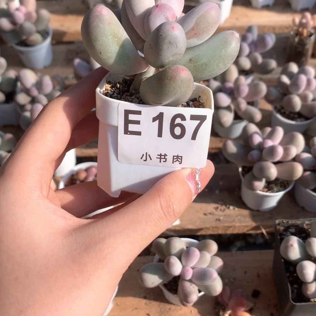 米可米可米可米可