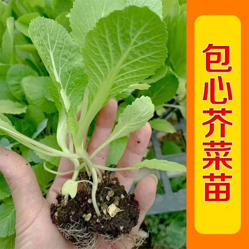 大肉包心芥菜苗正品芥菜蔬菜秧苗新鲜现拔带泥发货四季种植耐寒
