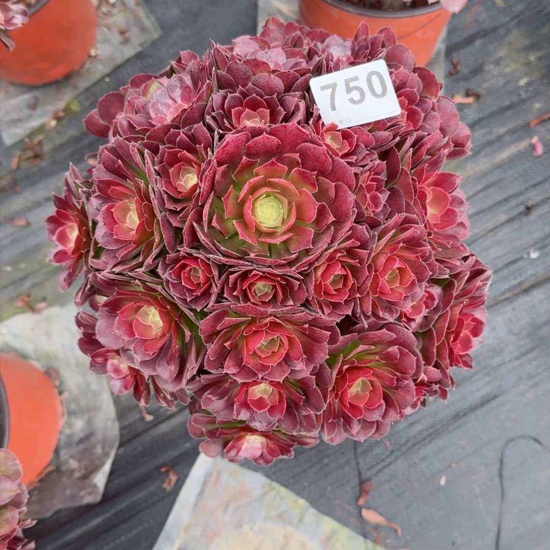 用****4750多肉植物荷兰