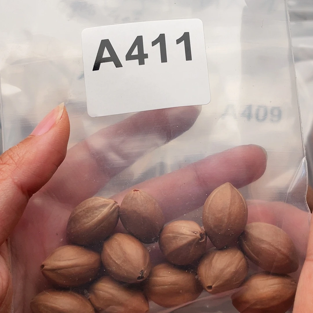 橄榄核手串/手链橄榄