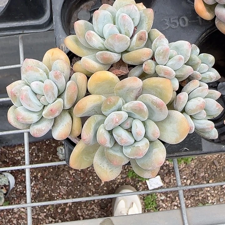 ?***?青蛙王子儿童牙膏111