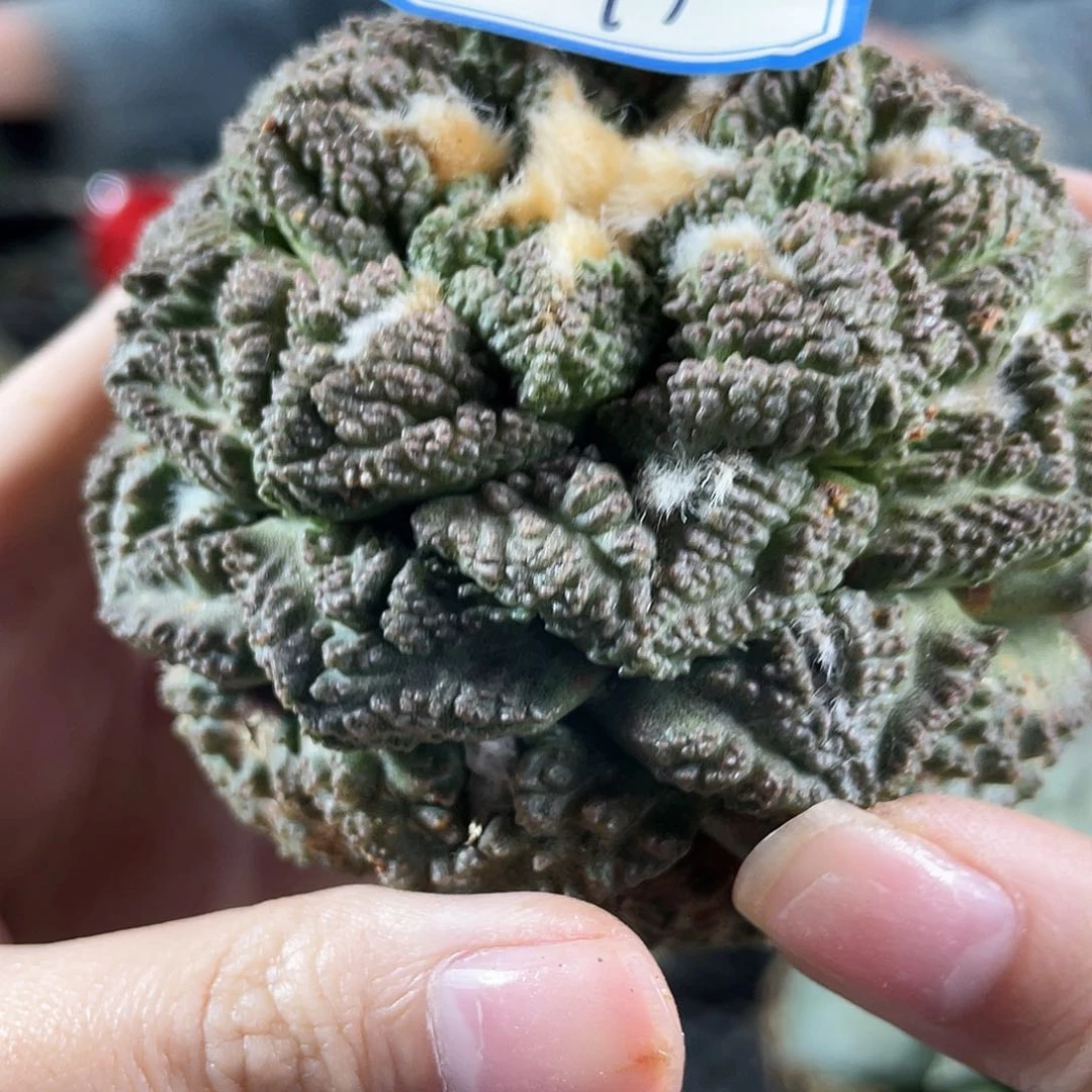 11号9cm自根志贺龟甲牡丹