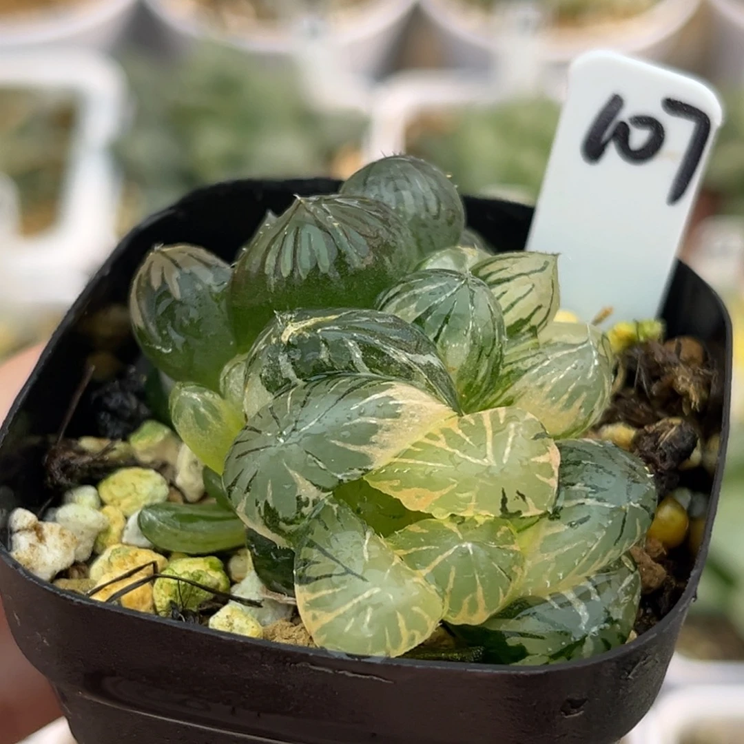 107群生OM玉露锦福利专场