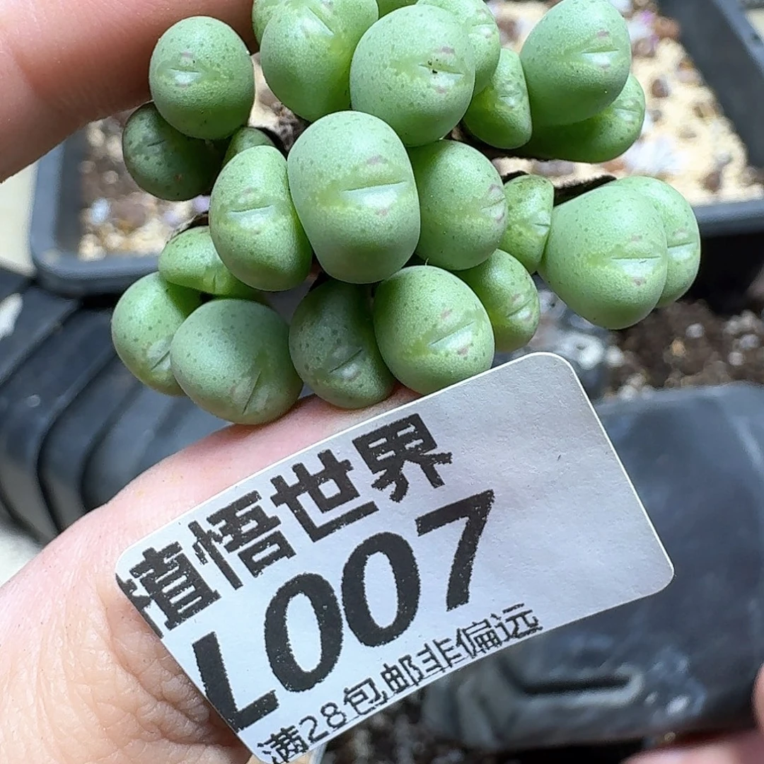 多肉植物的润泽efgh