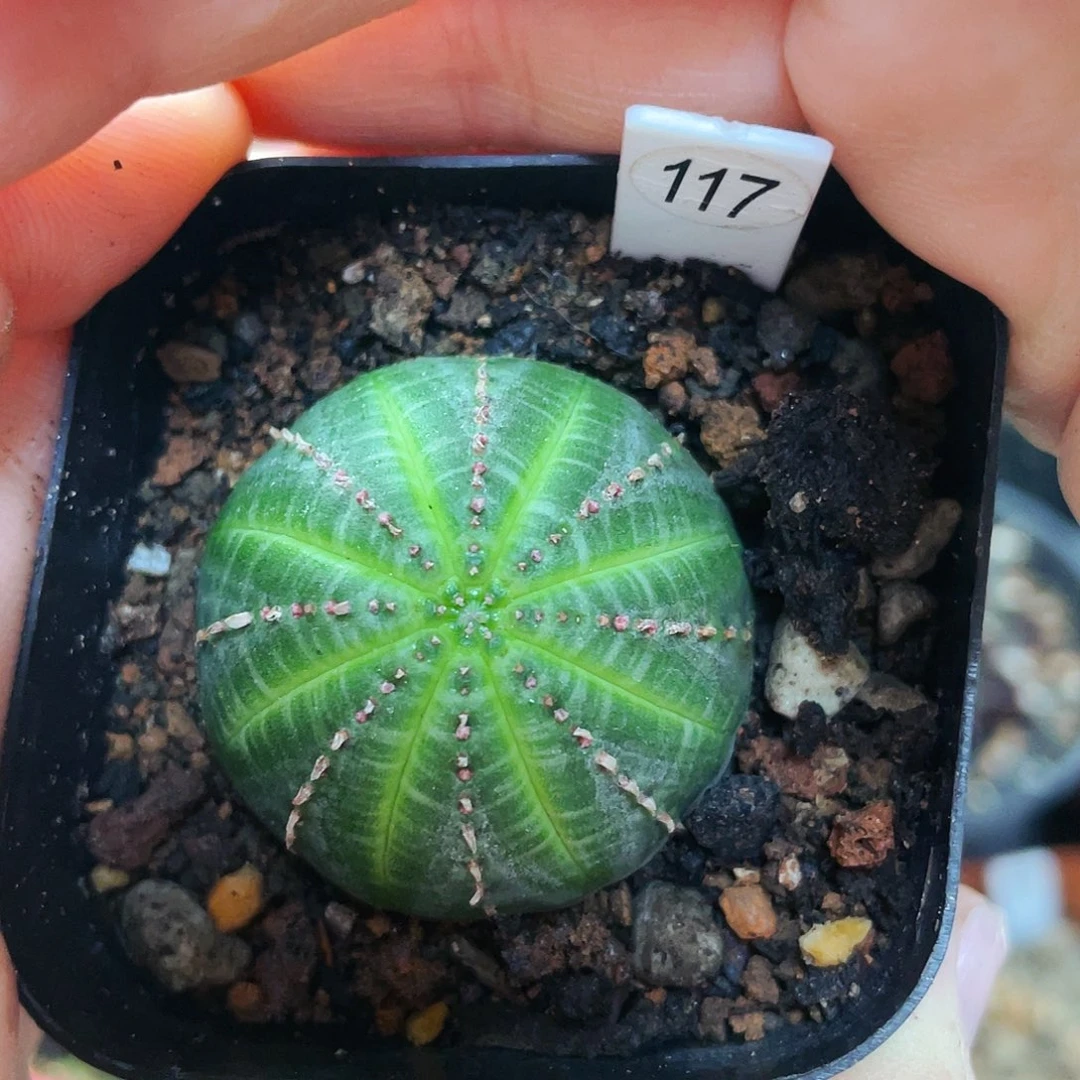 非偏远地区满25包邮仙人球裸根