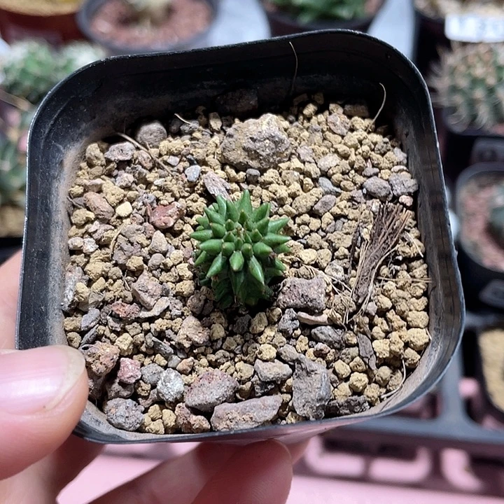 942海胆仙人球植物