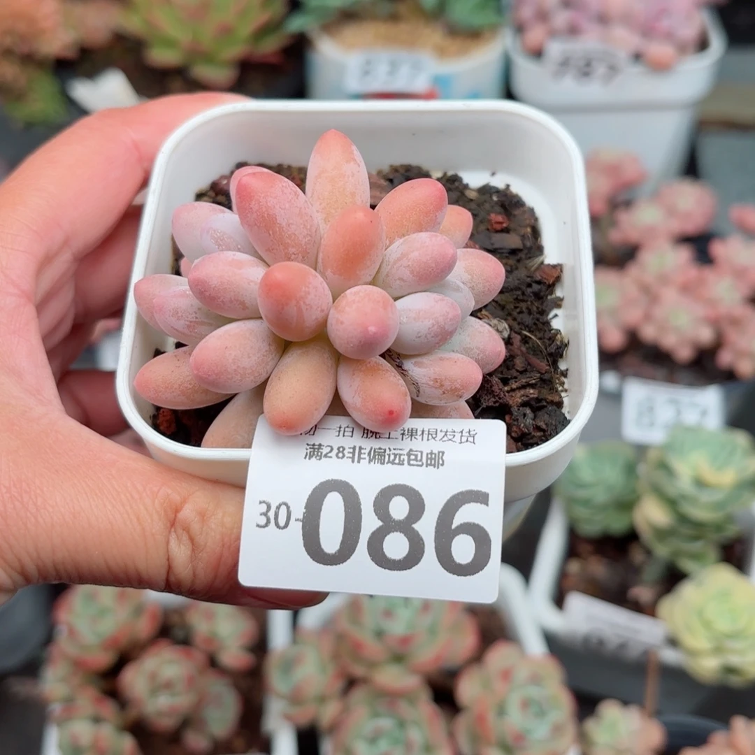 汤圆多肉无盆土发货