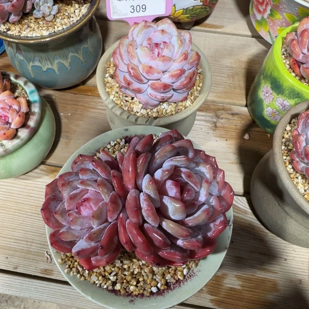 ?**兔309橙子组合00000