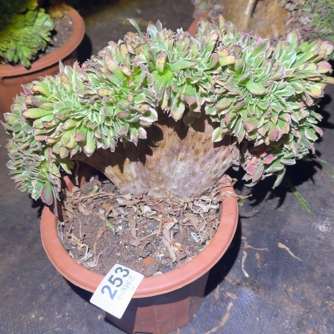 253白凤缀化多肉植物满28包邮