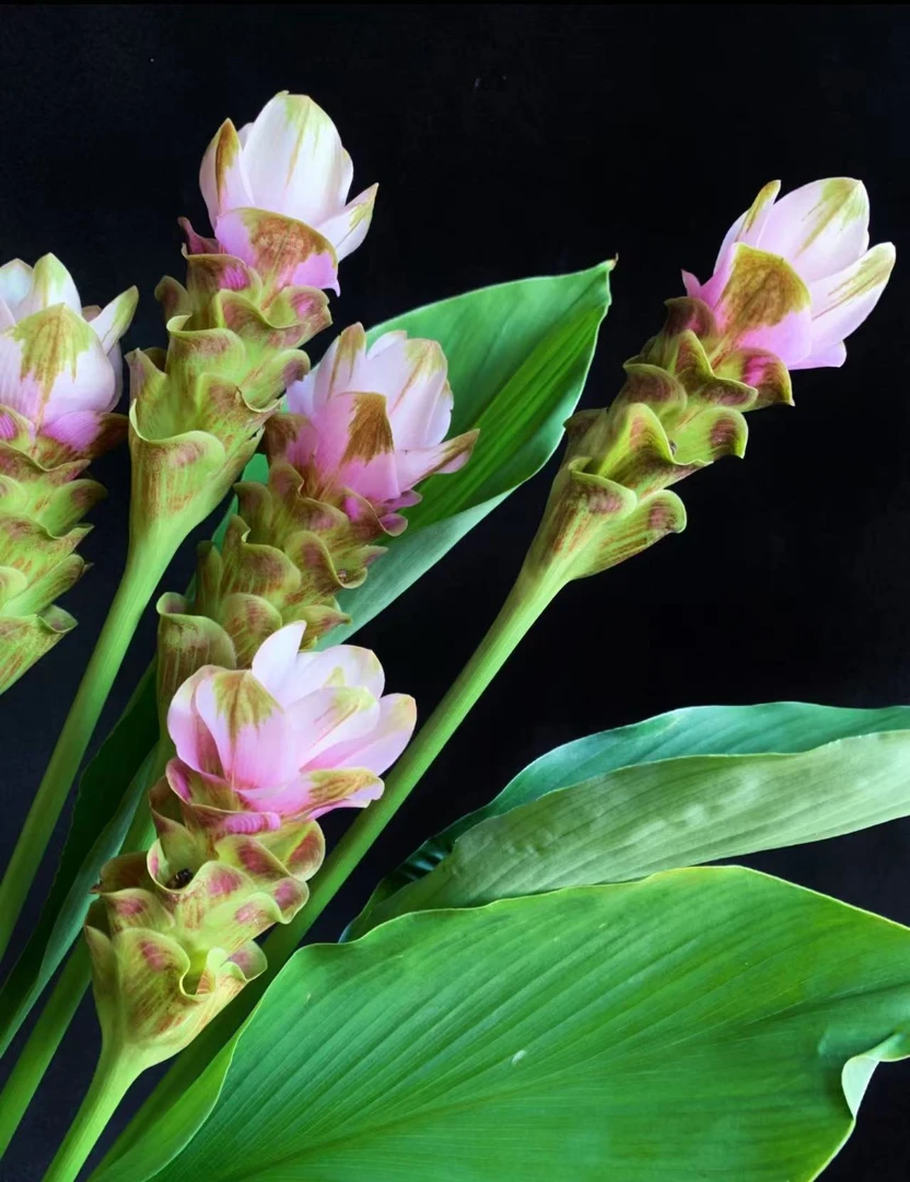 【粉色姜荷花】送礼 日常养花质感云南鲜花基地直发