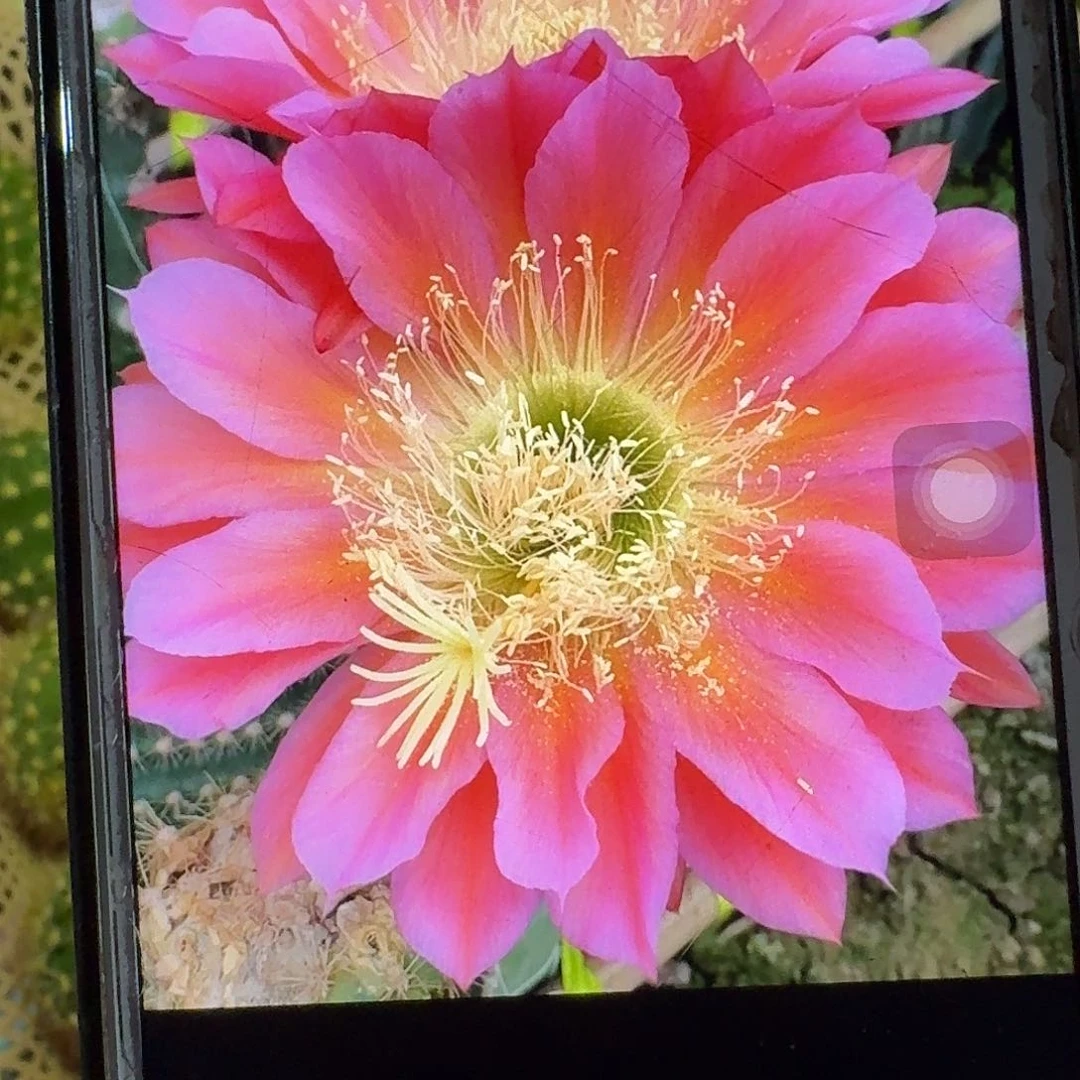 飞碟侧芽5公分毛花柱