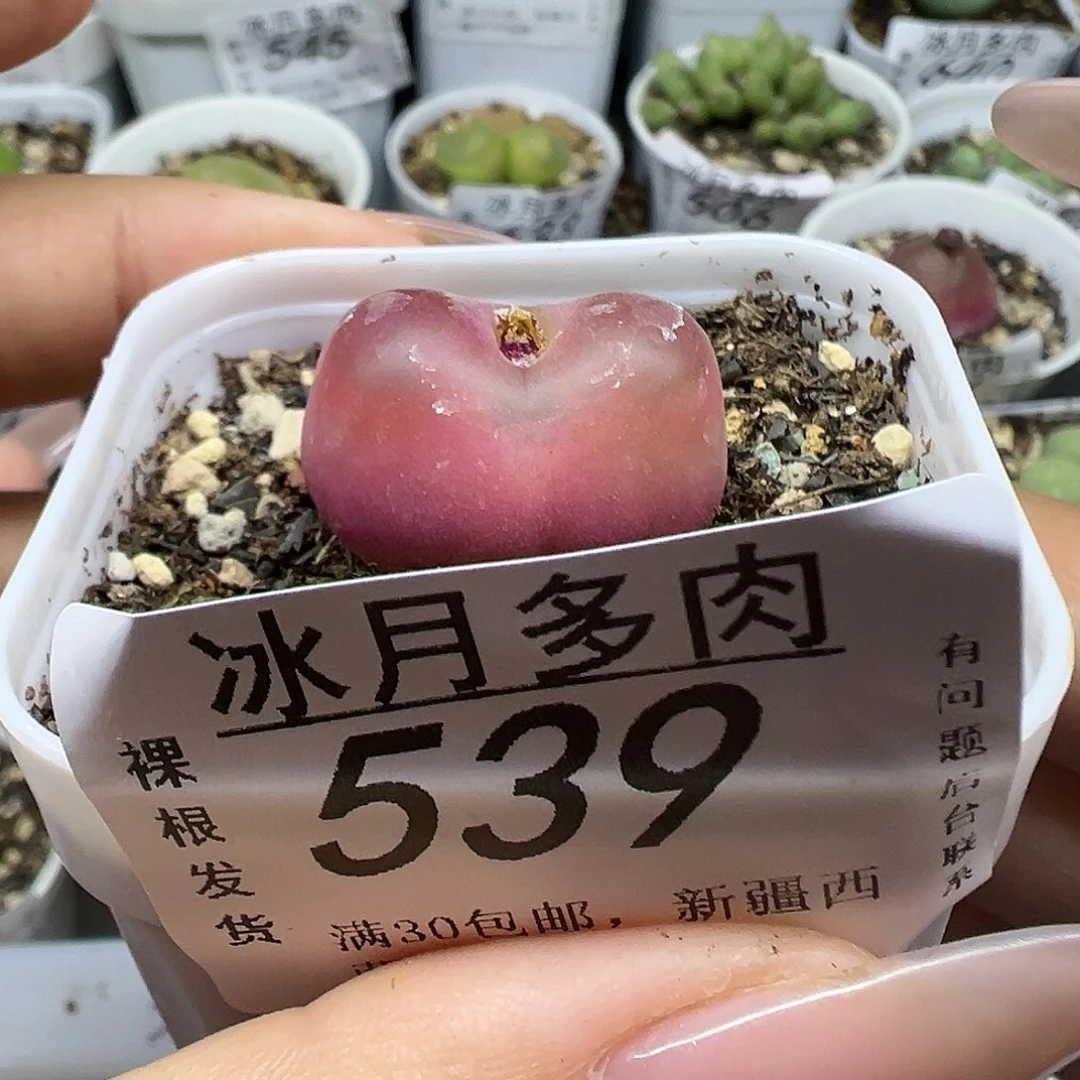 539水蜜桃带盆土发货