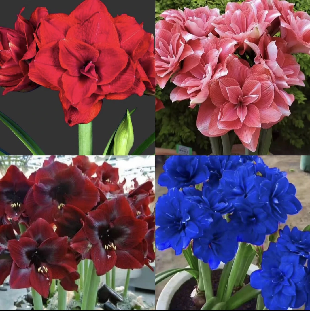 （买2棵送1棵）大花重瓣朱顶红四季开花盆栽花卉植物多年生好养活
