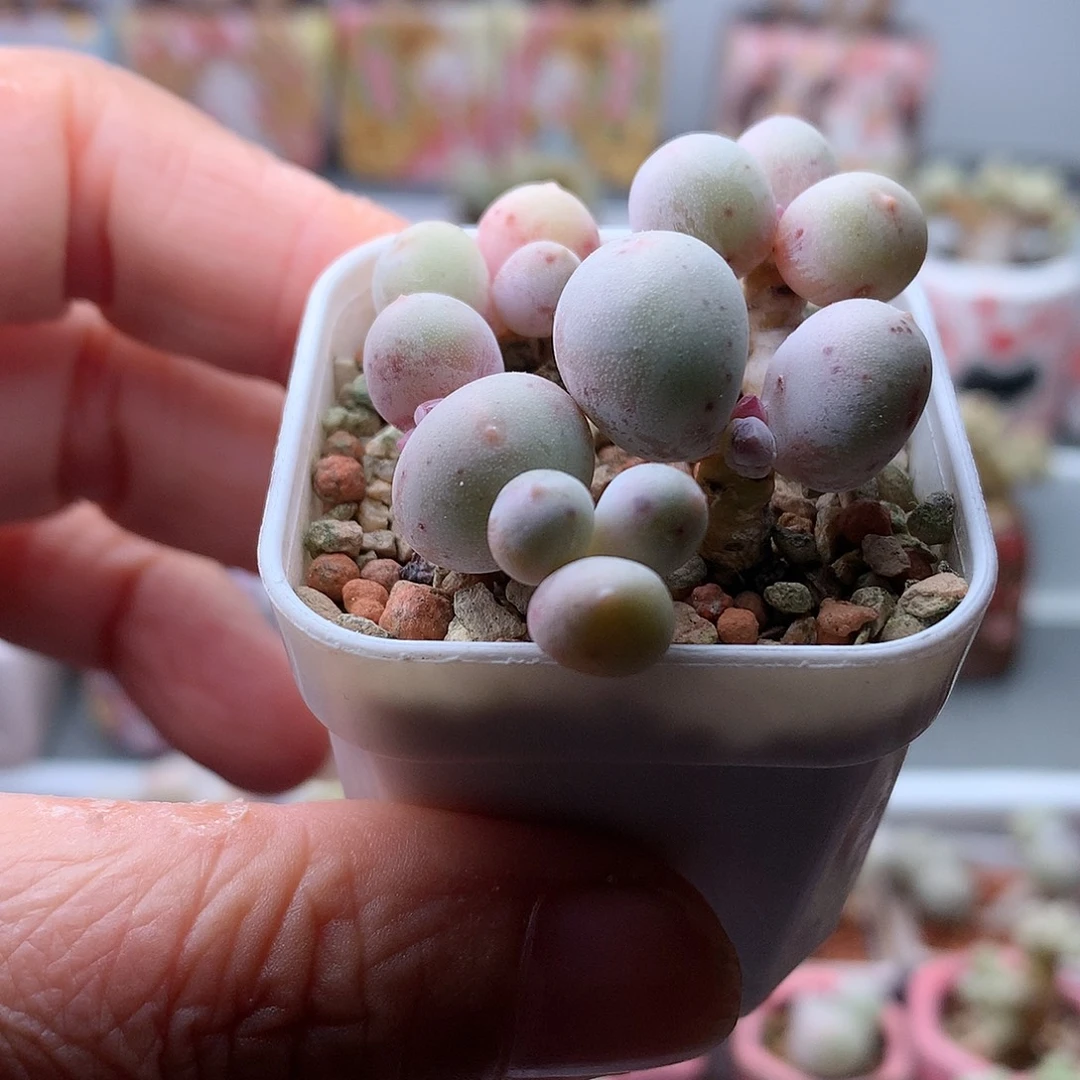 黄金鸡蛋奶酪带盆发货