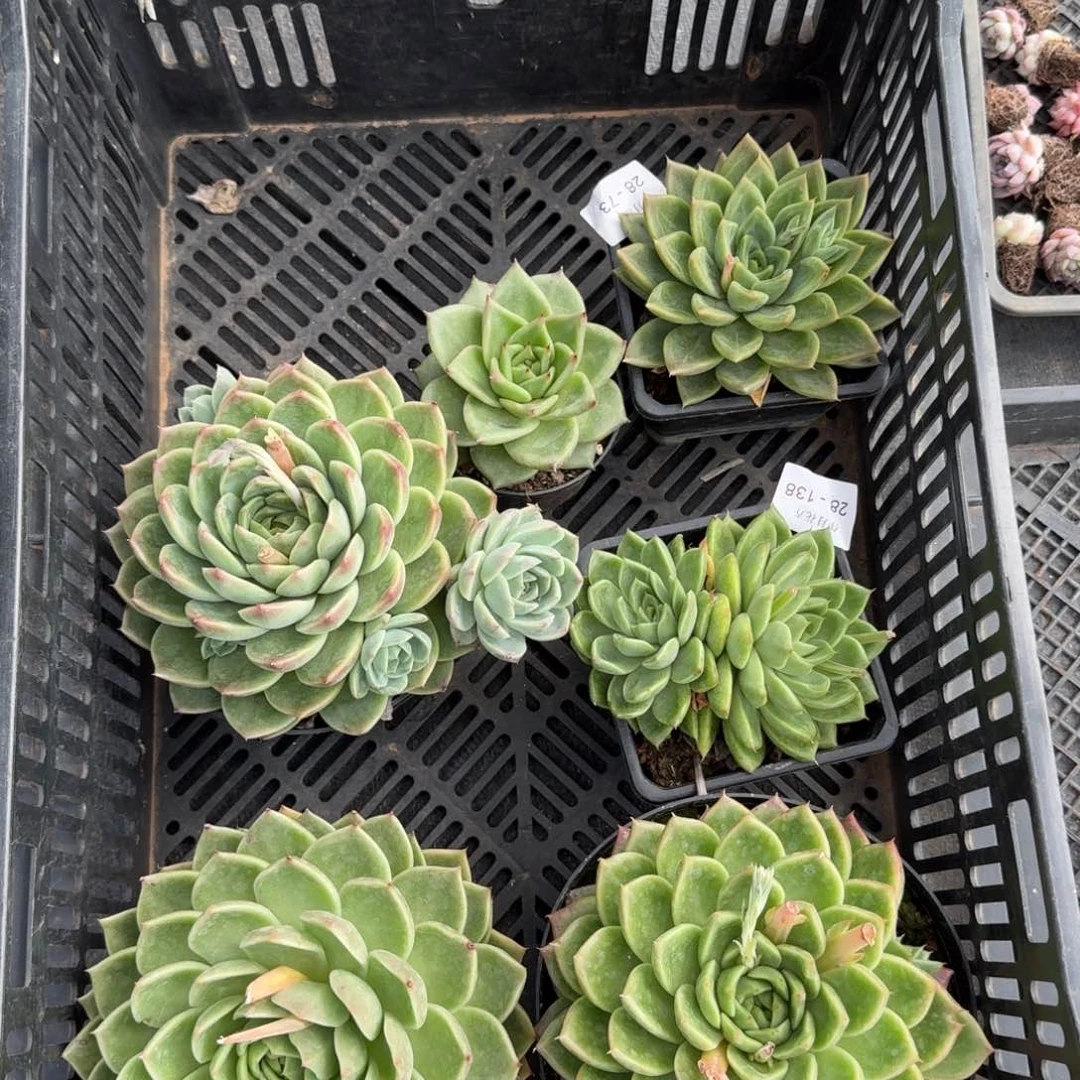 多肉杂交一物一拍11-109