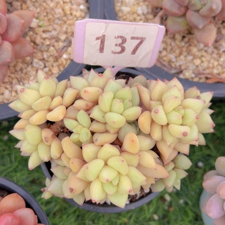 健健康康平平安安