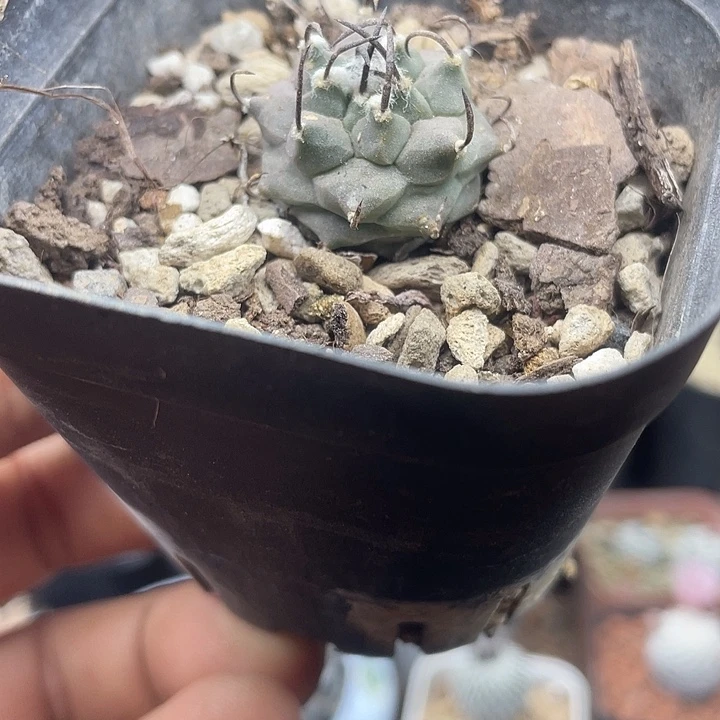 实生娇丽一颗包邮