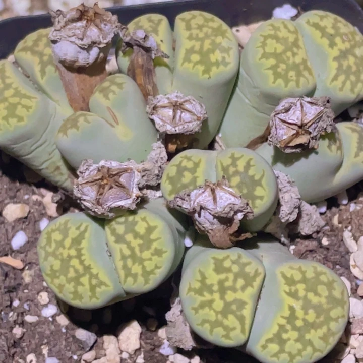 48990980088888888808888