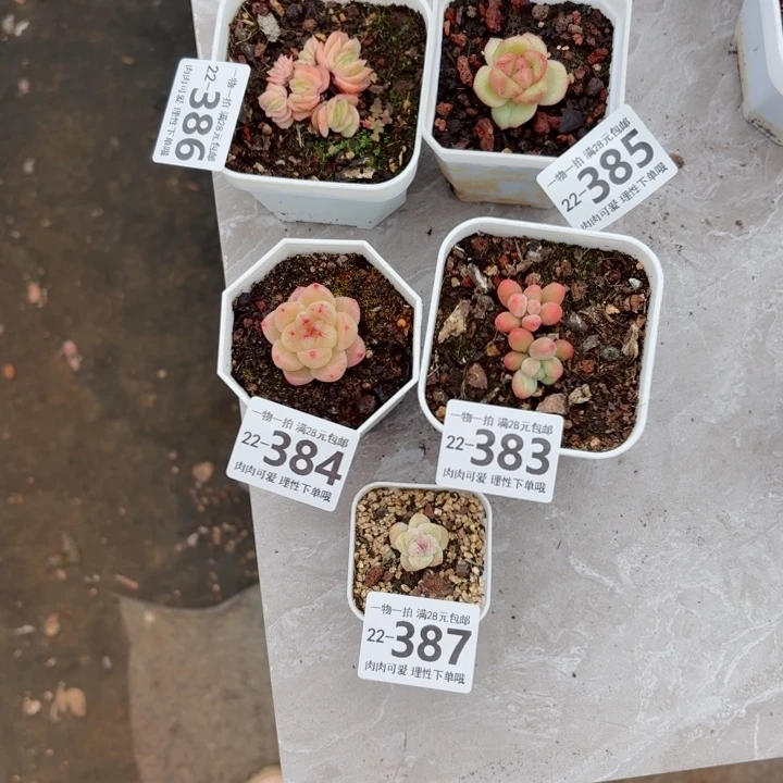 E****无盆土发货无盆土发货无