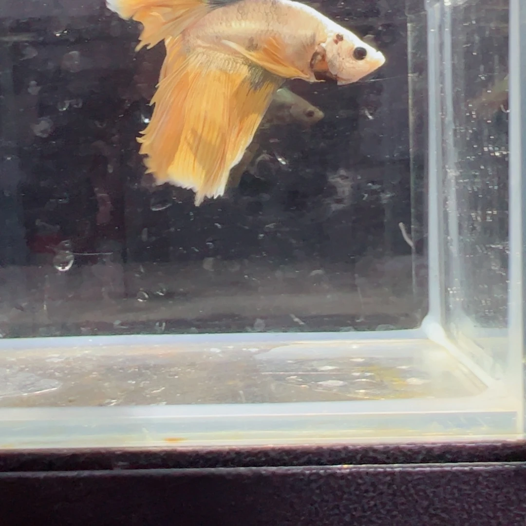 斗鱼浅色仙仙裙特殊尾