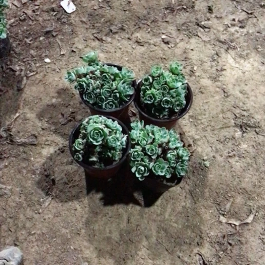 山地玫瑰四盆多肉植物