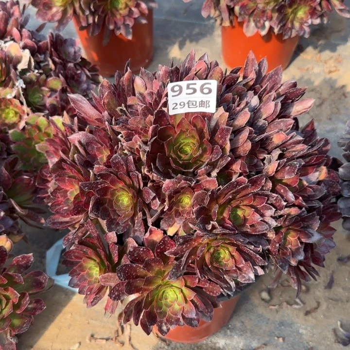 金丝缕……多肉植物……