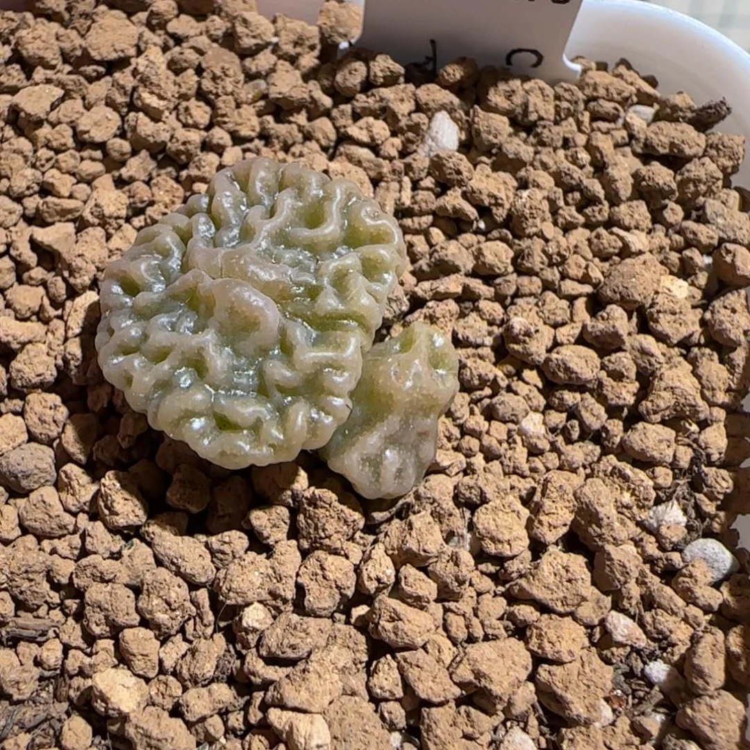 用***我肉锥多肉植物组合-1766